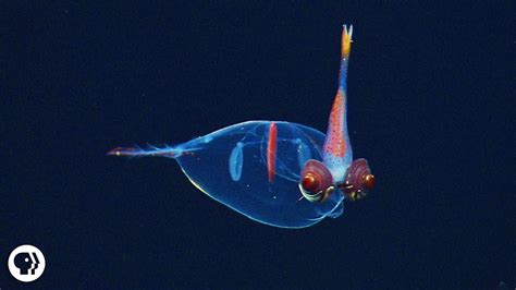 sea oddities photos